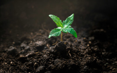 How to germinate marijuana seeds