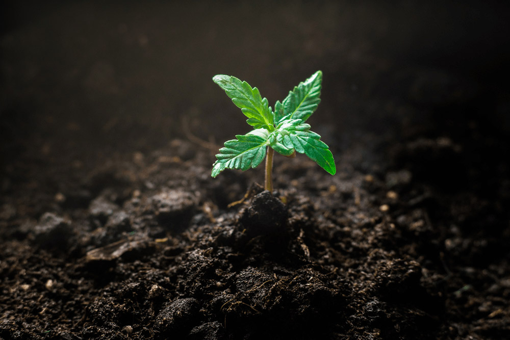 How to germinate marijuana seeds